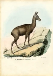 Cerf musqué sibérien, 1863-79
